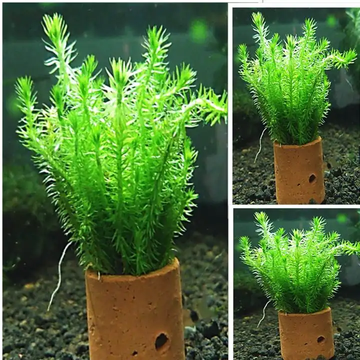 Tanaman Pot Air Hidup Mayaca Fluviatilis Aquascape Akuarium