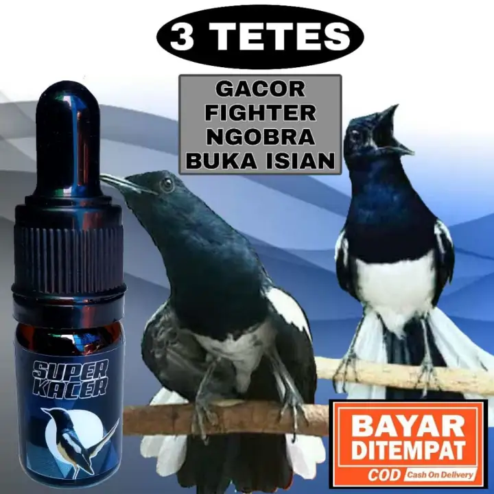 15 Vitamin Burung Kacer Yang Bagus Disertai Harga Dan Manfaat Burungnya Com