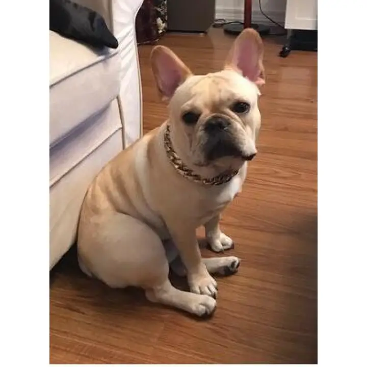 36 Cm Imajinasi Pemodelan Anjing Peliharaan Kucing Kerah Kalung