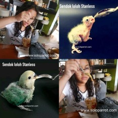 Alat Meloloh Anakan Burung Parrot