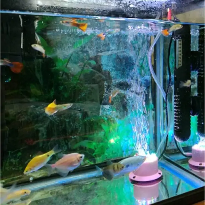 Yuci Asli Akuarium Led Lampu Bubble Burst Menyelam Warna Warni Ikan Akuarium Lampu Dekorasi Internasional Cod Lazada Indonesia
