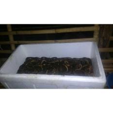 Belut Segar Jatimulya