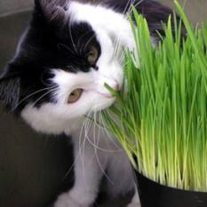 Benih Biji Bibit Rumput Kucing Cat Grass Import UK/Inggris