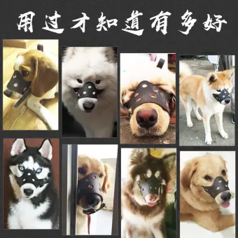 7400 Gambar Hewan Peliharaan Sedang Makan HD Terbaru