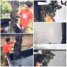 Bibit Ikan Lele Bandar Lampung