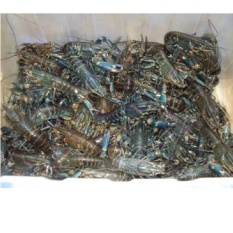 Bibit Lobster Air Tawar (Red Claw)