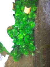 Cabomba Caroliniana (Tanaman Hias/Aquascape)