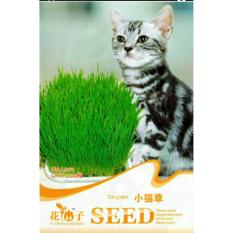 Cat Grass Seeds / Bibit Rumput makanan Kucing - 200 biji