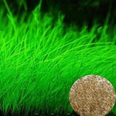 Eachgo Plant Seed Aquarium Fish Tank Plants Prospects Grass Seed Landscaping Decoration Small