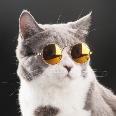 720 Download Gambar Hewan Kucing Anggora Terbaru