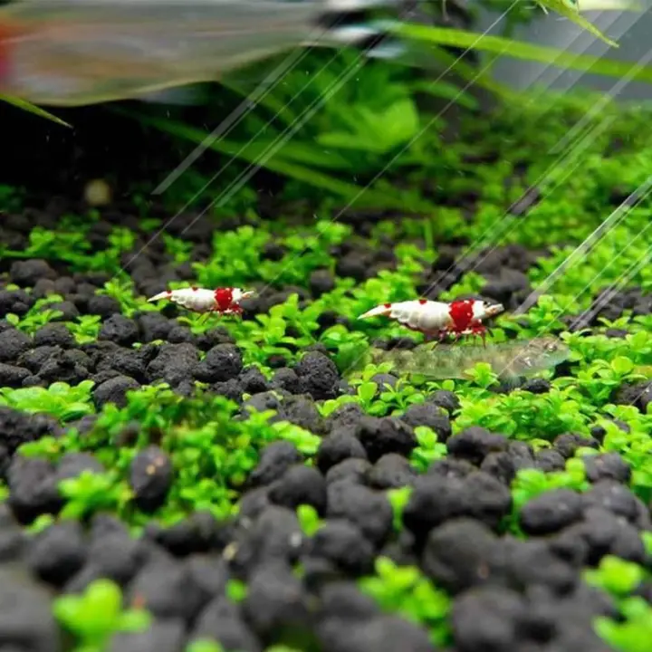 Rumput Aquarium Tangki Ikan Dekorasi Lanskap Tanaman Hias Biji