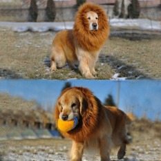 Lion Mane Wig Pet Anjing Halloween Festival Fancy Fun Gaun Cute WarmBrown Ukuran L-Intl