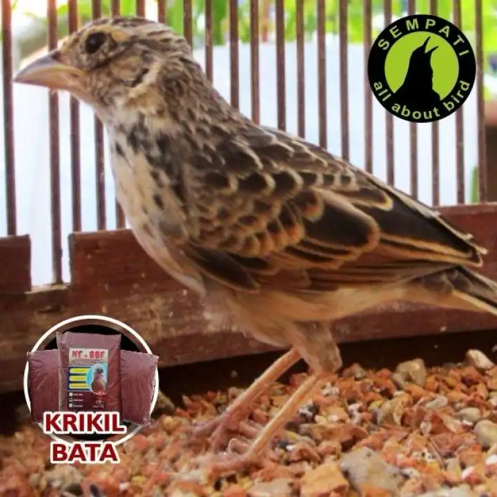 Pasir Krikil Untuk Sangkar Burung Branjangan Bbf Akbbbf Lazada