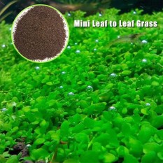 Bibit Tanaman Tangki Ikan Akuarium Aquatic Rumput Air Dekor Taman Latar Depan Tanaman-Internasional
