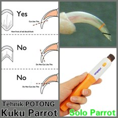 Potong Kuku Paruh Buat Burung Parrot