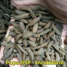 Pupa BSF Black Soldier Fly
