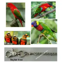 Rantai Burung Parrot Set Omega Burung Paruh Bengkok Ukuran Besar