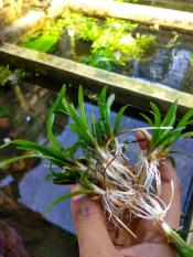 Sagitaria Subulata Tanaman Air Aquascape