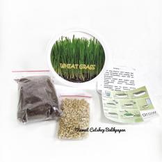 Wheat Grass Rumput Gandum Bibit untuk hewan peliharaanmu