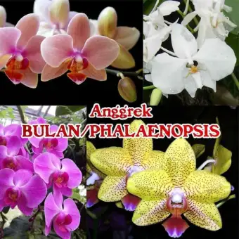 80+ Gambar Bunga Anggrek Bulan Paling Bagus 80+ Gambar Bunga Anggrek Bulan Paling Bagus