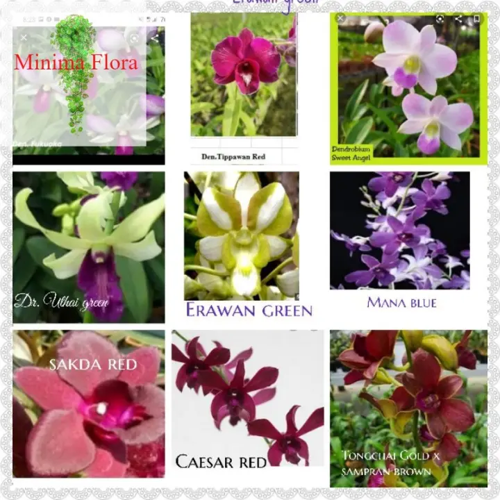 Anggrek Dendrobium Thailand Aneka Warna Lazada Indonesia