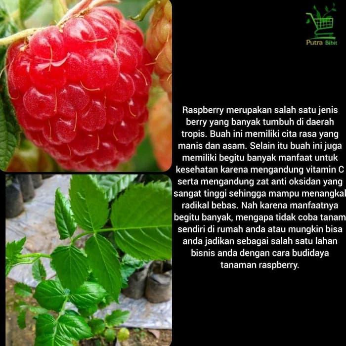 terlaristermurah Bibit Pohon Buah Raspberry Merah - Tanaman Arbei 