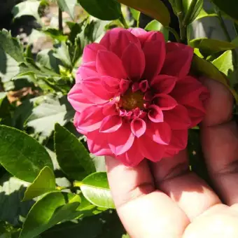 Bunga Dahlia Merah Berbunga Membeli Jualan Online Tanaman Biji