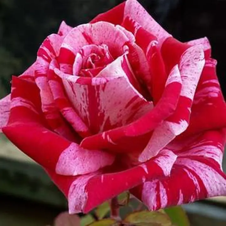 Tanaman Bunga Mawar Candy Pink Membeli Jualan Online Tanaman Biji Dan Umbi Dengan Harga Murah Lazada Indonesia