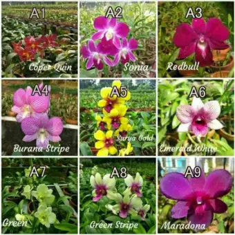 Tanaman Hias Bunga Anggrek Dendrobium Size Remaja Lazada Indonesia