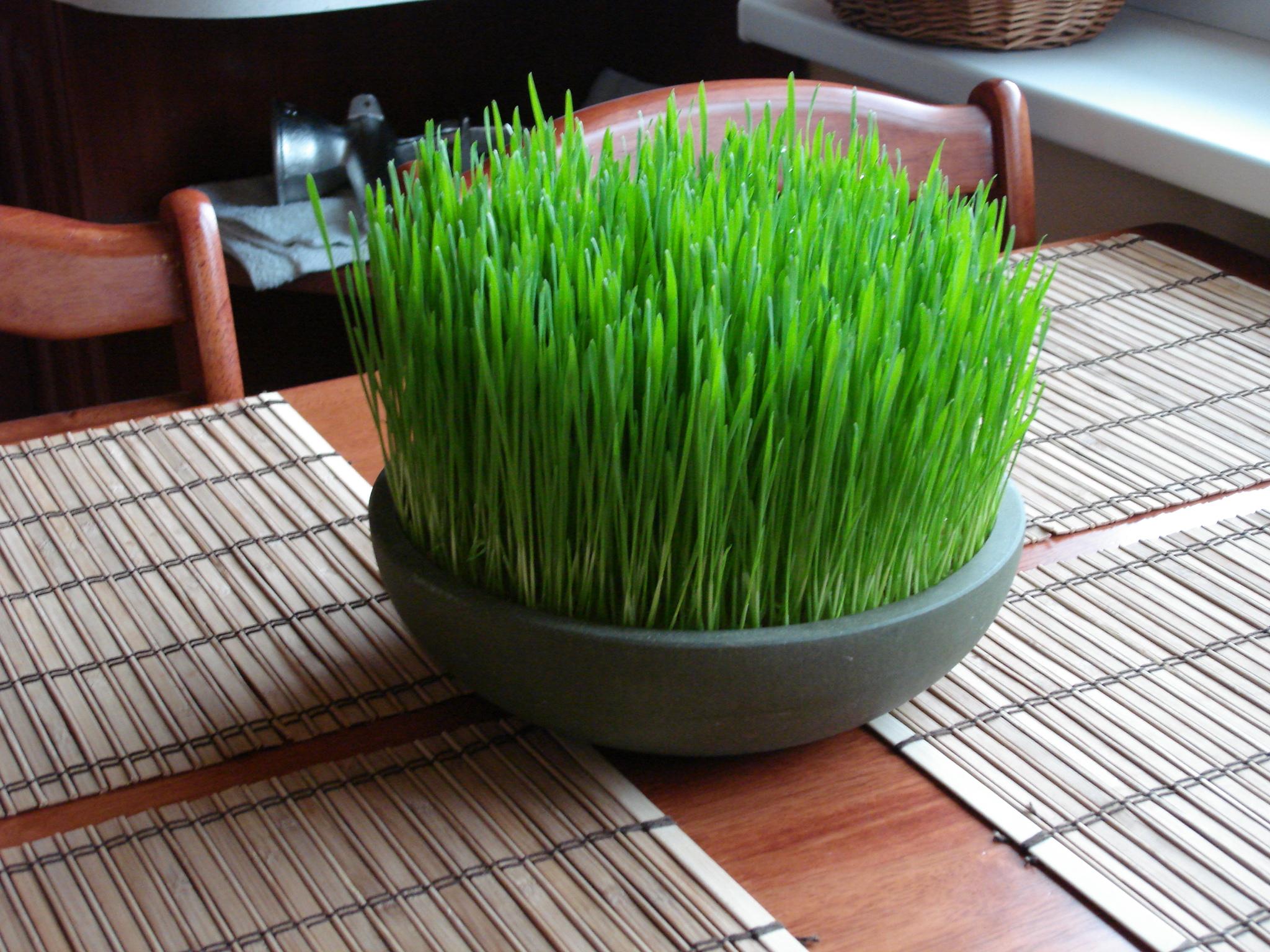 Amefurashi 600 Bibit Benih Wheatgrass Rumput Gandum wheat grass Healthy for Juice