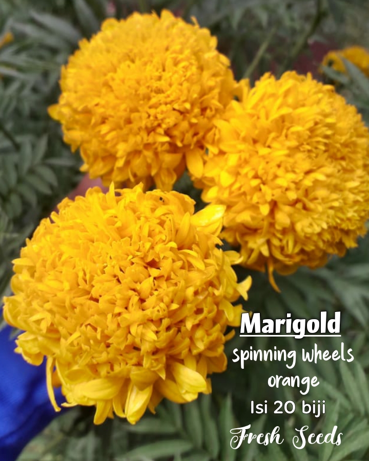 Marigold spinning wheels orange benih Lazada Indonesia