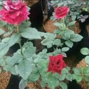 Tanaman Hias Mawar Merah Rose Pohon Mawar Bunga Merah Lazada Indonesia