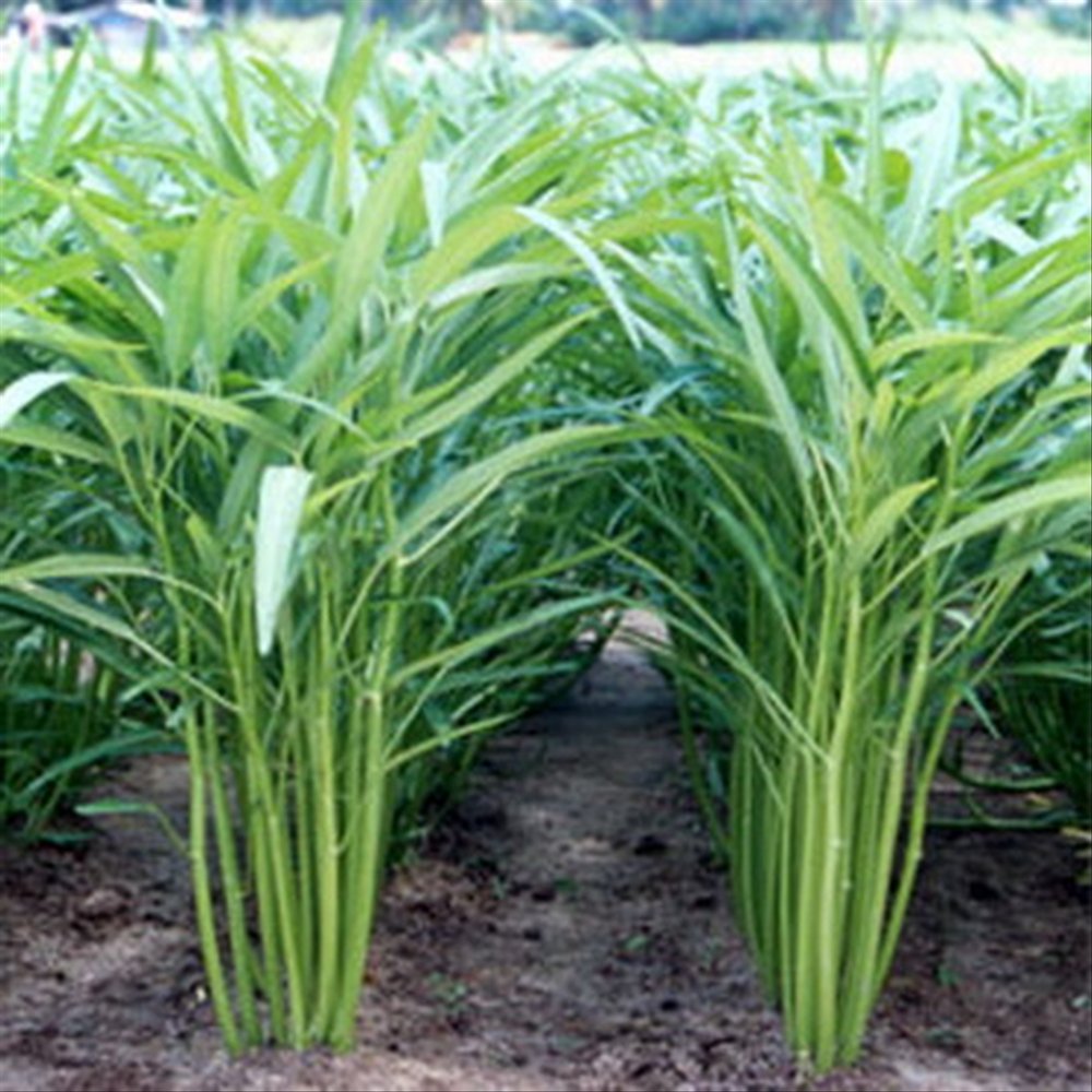 Ang Super Kale Binhi binhi ay puno ng 50 buto