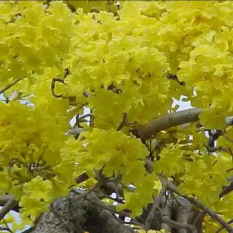 Bibit Tanaman Pohon Bunga Sakura Kuning End Lazada Indonesia