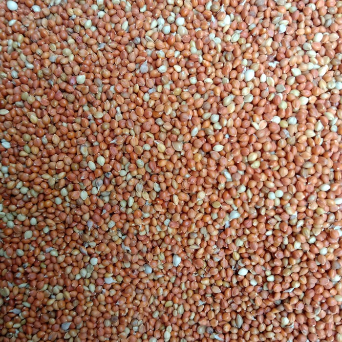 JEWAWUT PAKAN BURUNG PEMAKAN BIJI-BIJIAN 500GR | Lazada Indonesia