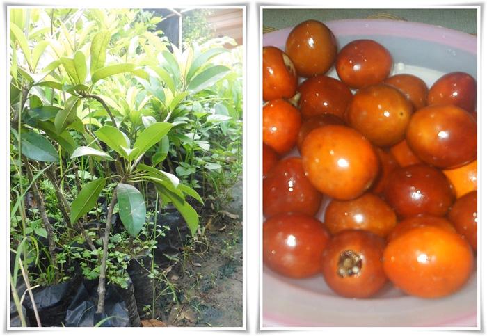 bibit sawo kecik siap tanam ukuran 30-60cm siap tanam super