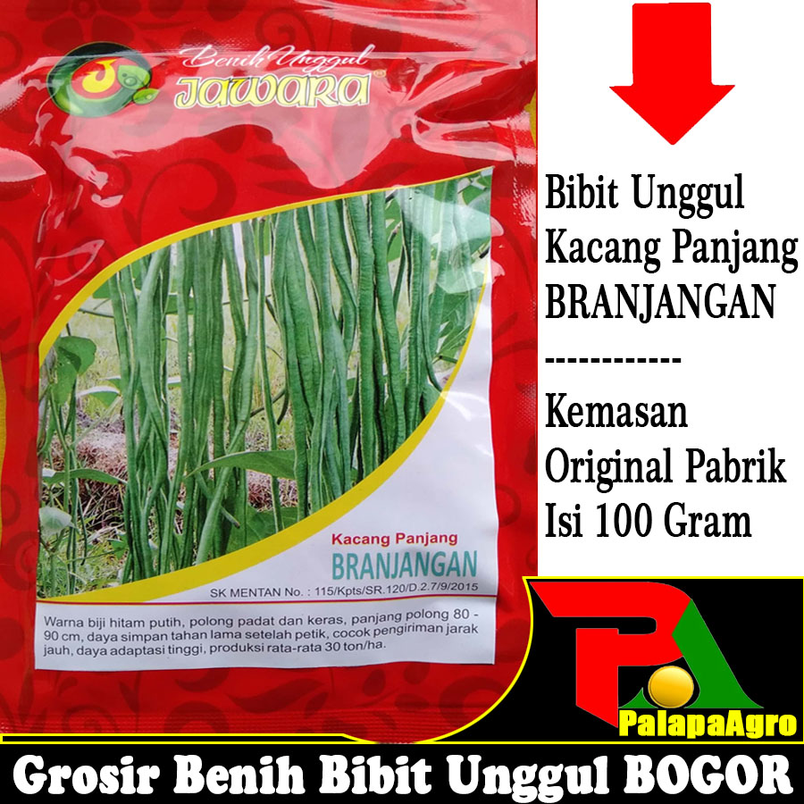 Jual Bibit Kacang Panjang Super Terbaru  Lazada.co.id