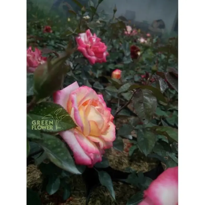 Paket 10 Jenis Tanaman Bunga Mawar Bebas Pilih Warna Sudah Berbunga Lazada Indonesia