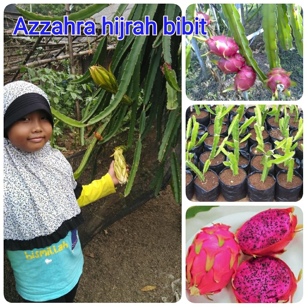 Bibit buah naga unggulan