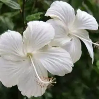 Tanaman Hias Kembang Sepatu Bunga Putih Pohon Bunga Sepatu Bunga