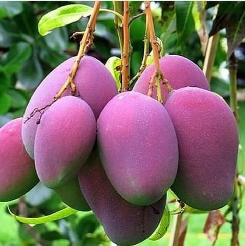 Bibit tanaman buah mangga irwin | Lazada Indonesia