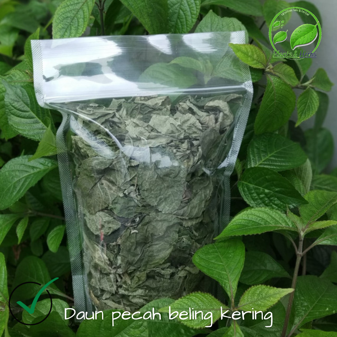 Daun Pecah Beling Kering Kemasan 100 Gram - Herbal Kaya Manfaat ...