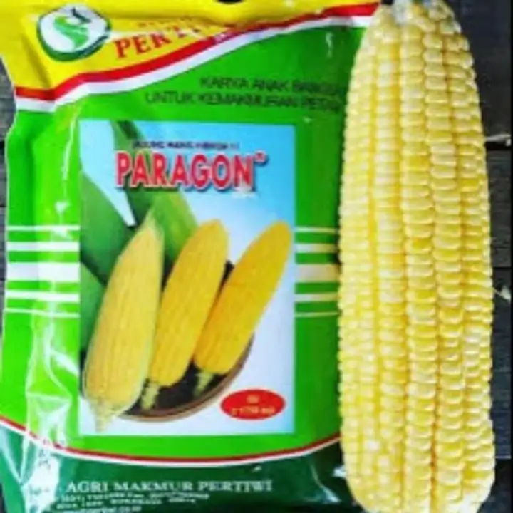 Benih Bibit Jagung Manis Paragon F1 250gr Buah Besar Manis Dan Tahan Penyimpananbenih Per Lazada Indonesia