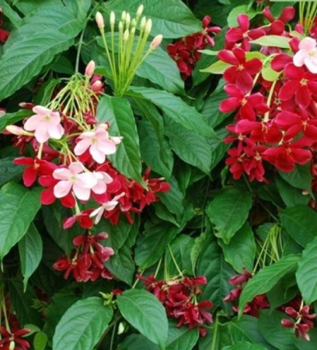 Pohon Melati Belanda Bibit Pohon Melati Belanda Lazada Indonesia