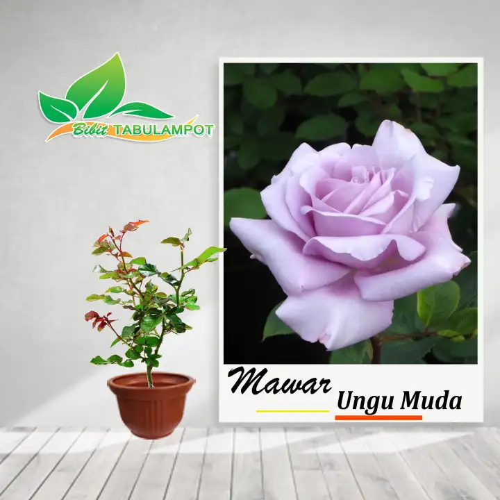 Bibit Tanaman Hias Bunga Mawar Ungu Muda Lazada Indonesia