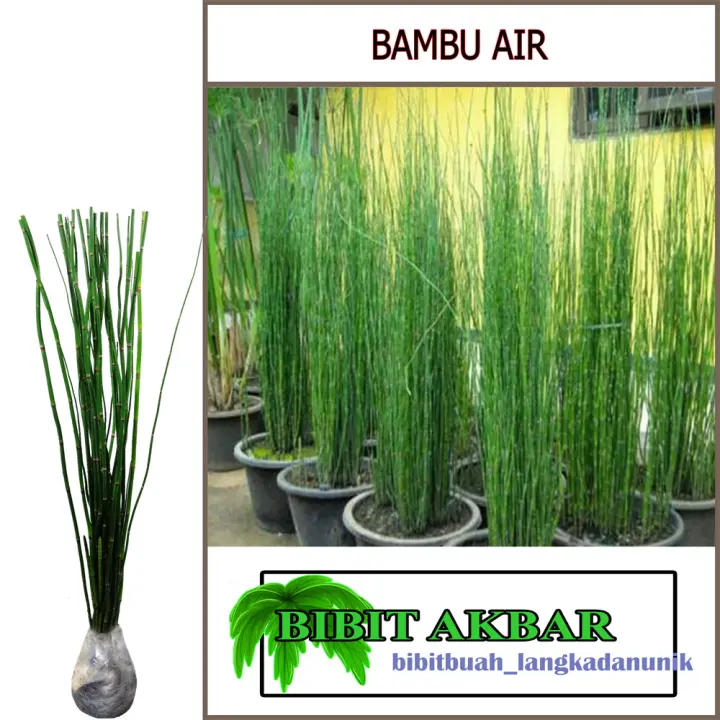 Bambu Air Hijau Lazada Indonesia
