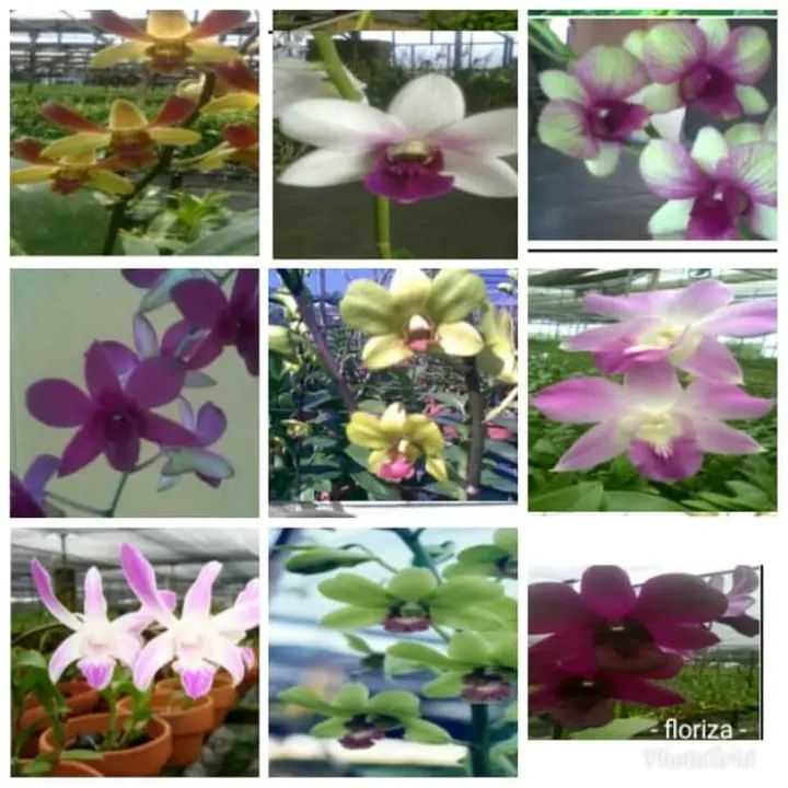 Bibit Tanaman Anggrek Dendrobium Seedling Anggrek Dewasa Lazada Indonesia
