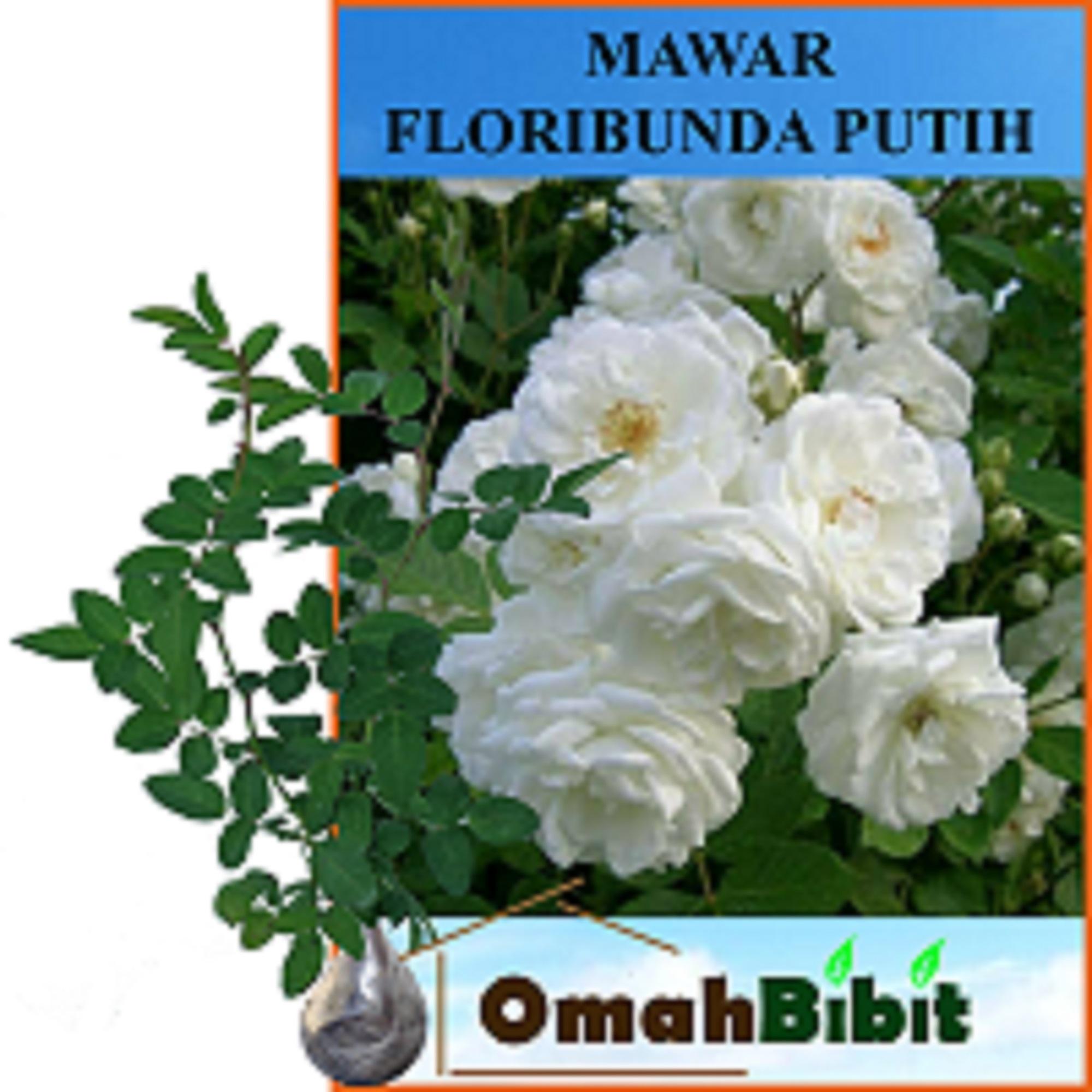 Tanaman Bunga Mawar Floribunda Putih