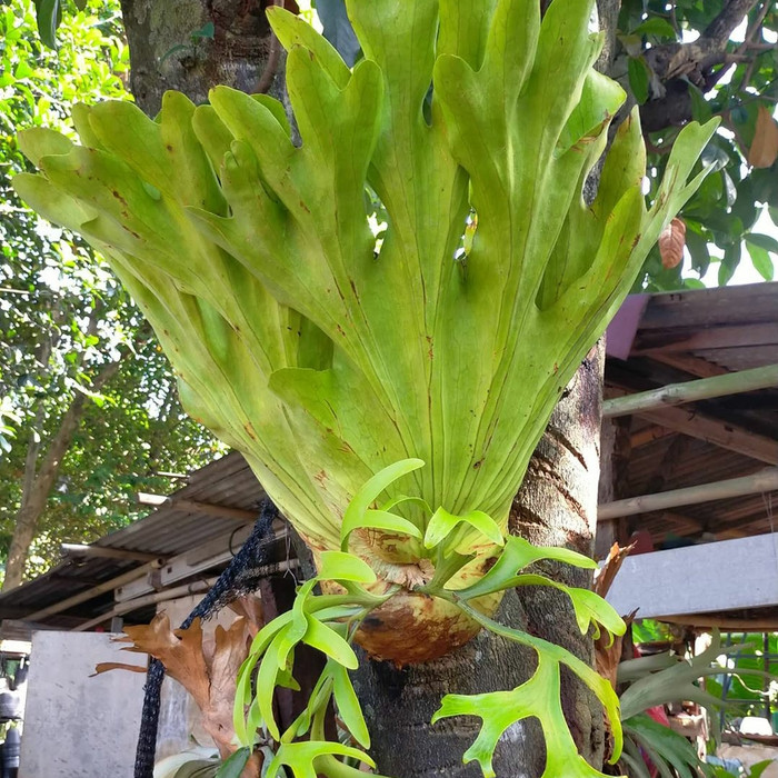 Tanaman Hias Murah Kadaka Tanduk Rusa Outdoor Lazada Indonesia