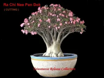 Benih Bibit Seed Rcn Adenium Arabicum Rachinee Lazada Indonesia